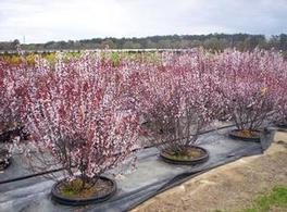 Prunus marítima Prunus marítima