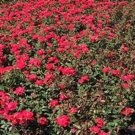 Rosa PP17877 / Drift® Red Rosa PP17877 / Drift® Red