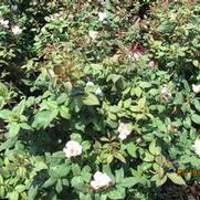 Rosa 'Radyod' PP14700 / Knock Out® Blushing Rosa 'Radyod' PP14700 / Knock Out® Blushing