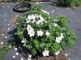 Rosa Rugosa Rosa Rugosa