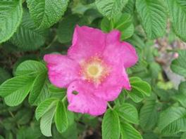 Rosa Virginiana 