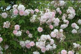 Rosa clg. Paul's Himalayan Musk Rosa clg. Paul's Himalayan Musk