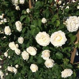 Rosa clg. White Dawn Rosa clg. White Dawn