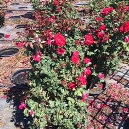 Rosa clg. Winner's Circle Rosa clg. Winner's Circle