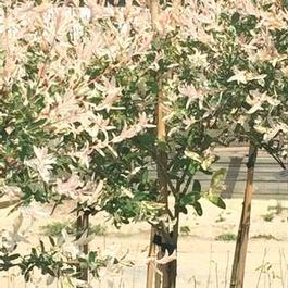 Salix 'Hakuro Nishiki, tree'