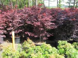 Acer Bloodgood palmatum Acer Bloodgood palmatum