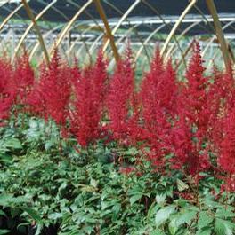 Astilbe Fanal 