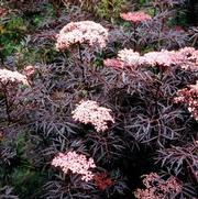 Sambucus nigra PP15575 / Proven Winners® Color Choice® Black Lace® 