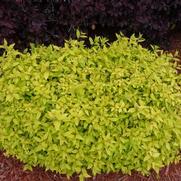 Spiraea Goldmound Spiraea Goldmound