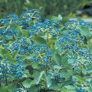 Viburnum dentatum / Proven Winner® Color Choice® Blue Muffin® 