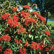 Viburnum dilatatum PP12870 / Proven Winners® Color Choice® Cardinal Candy® 