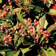 Viburnum nudum Winterthur Viburnum nudum Winterthur