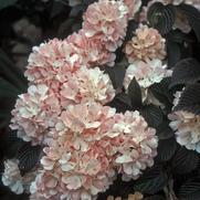 Viburnum opulus Roseum Viburnum opulus Roseum