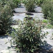 Viburnum X. Pragense Viburnum X. Pragense