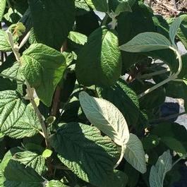 Viburnum Rhytidophylloides Alleghany 