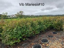 Viburnum plicatum tom. Mariesii Viburnum plicatum tom. Mariesii