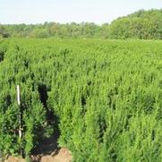 Taxus Hatfield Taxus Hatfield