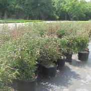 Syringa 'Miss Kim'