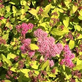 Spiraea Magic Carpet Spiraea Magic Carpet