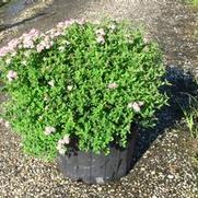 Spirea Little Princess Spirea Little Princess