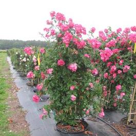 Rosa clg. American Pillar Rosa clg. American Pillar