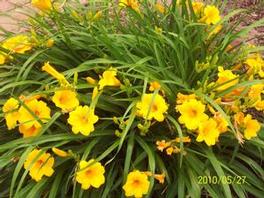 Hemerocallis Happy Returns 