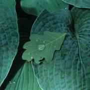 Hosta Blue Angel 
