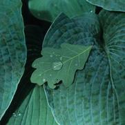 Hosta Blue Angel 