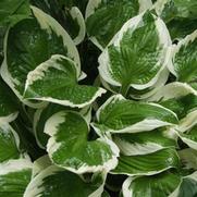 Hosta Minuteman 