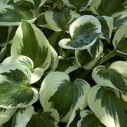 Hosta Patriot 