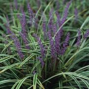 Liriope muscari Variegata 