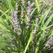 Liriope muscari Big Blue 