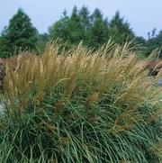 Miscanthus Adagio 