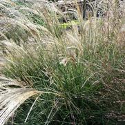 Miscanthus Gracillimus 