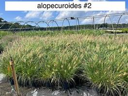 Pennisetum alopecuroides Pennisetum alopecuroides