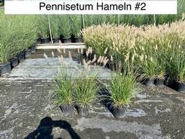 Pennisetum a. Hameln 