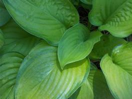 Hosta Guacamole 