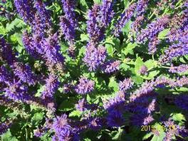 Salvia May Night Salvia May Night