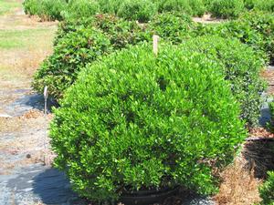 Ilex Glabra Shamrock 