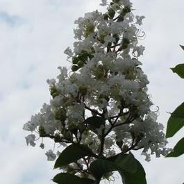 Lagerstroemia Natchez Lagerstroemia Natchez