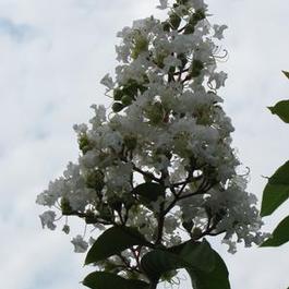 Lagerstroemia Natchez 