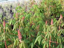 Aesculus Parvifloria 