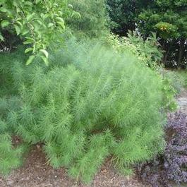 Amsonia hubrictii 