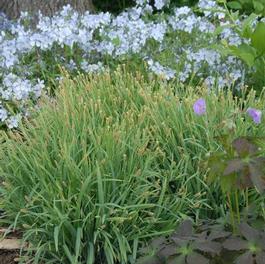 Carex pennsylvanica 