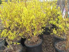 Forsythia Lynwood Gold 