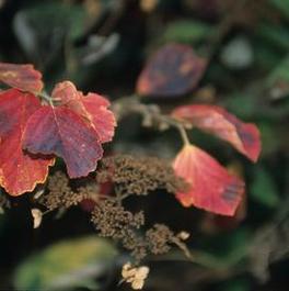 Hamamelis virginiana 