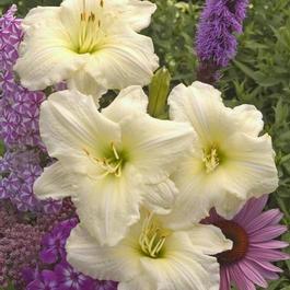 Hemerocallis 'Joan Senior' Hemerocallis 'Joan Senior'