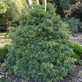 Osmanthus h. Goshiki Osmanthus h. Goshiki
