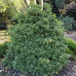 Osmanthus h. Goshiki 