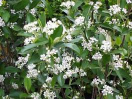 Aronia Brilliantissima 